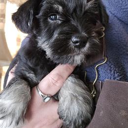 Girl 1 - Black and silver female Miniature Schnauzer puppy in Spokane, Washington from Blue Haven Stable