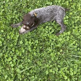 Wirehaired Pointing Griffon Puppies from Harmony Hills Griffons