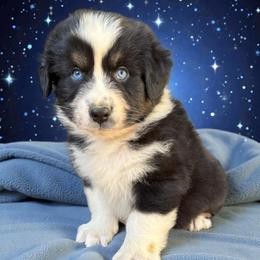 Arlo Brhlmaier - Black tri-color male Australian Shepherd puppy in Statesville, North Carolina from Charming Australian Shepherds
