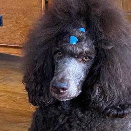 Poodles from Ability Poodles