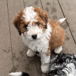Juliet - female Australian Mountain Doodle puppy in Lincoln, Nebraska from GRand Doodles