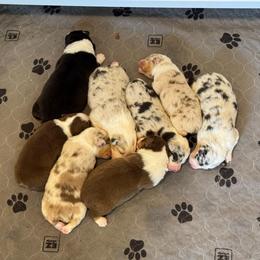 Boy 2 - Black tri-color male Australian Shepherd puppy in Dayton, Ohio from Willowlake Australian Shepherds