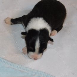 Girl 2 - Black Australian Shepherd puppy in Archer, Florida from GatorHeaven Aussies