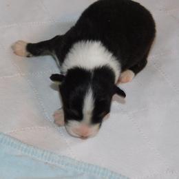 Girl 2 - Black Australian Shepherd puppy in Archer, Florida from GatorHeaven Aussies