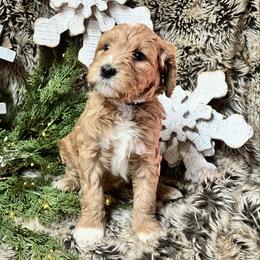 Wool - Red  male Goldendoodle puppy in Placerville, California from New Dawn Poodles and Doodles