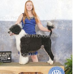 Ellie - Portuguese Water Dog