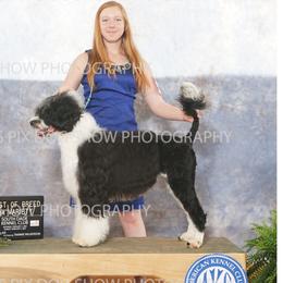 Ellie - Portuguese Water Dog