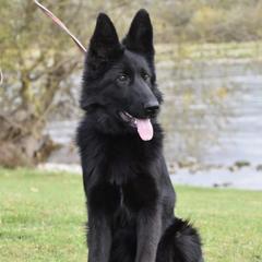 German Shepherds from Rachelle Salerno