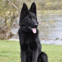 German Shepherds from Rachelle Salerno