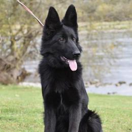 German Shepherds from Rachelle Salerno