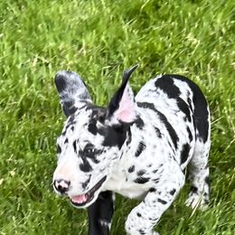 Great Dane Puppies from BkB’s House of Danes