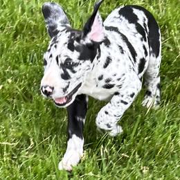 Great Dane Puppies from BkB’s House of Danes