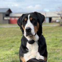 Lady - Greater Swiss Mountain Dog