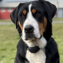 Lady - Greater Swiss Mountain Dog