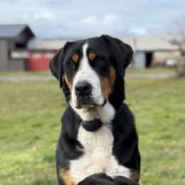 Lady - Greater Swiss Mountain Dog
