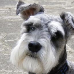 Bear - Miniature Schnauzer