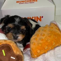 Swirl - Parti male Yorkshire Terrier puppy in Illinois from Pretty Little Yorkies