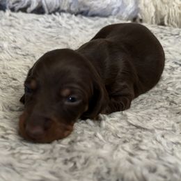 Dachshund Puppies from Rutherford Ranch Dachshunds