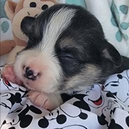 Mickey Mouse bandana boy - Black and tan male Pembroke Welsh Corgi puppy in Cherokee, Oklahoma from MCS Farms-OK