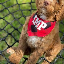 Australian Labradoodle and Double Doodle Puppies from Love Me Pooch