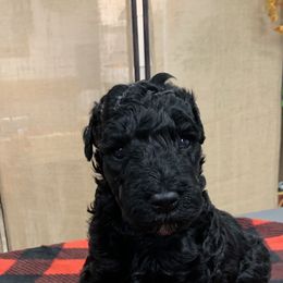 Kerry Blue Terrier Puppies from Watch Em’ Spar Kerry Blue Terriers