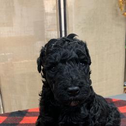 Kerry Blue Terrier Puppies from Watch Em’ Spar Kerry Blue Terriers