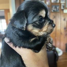 Yorkshire Terrier Puppies from Shay Yorkies