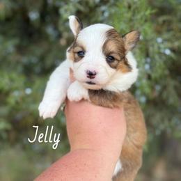 Jelly - Red female Pembroke Welsh Corgi puppy in Montague, California from Shasta Valley Pembrokes
