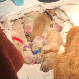 Golden Retriever Puppies from Jessica Hagstette