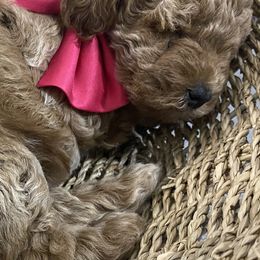 Aussiedoodles, Goldendoodles, and Miniature Australian Shepherds from Burton's Precious Doodles