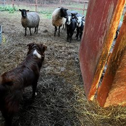 Australian Shepherd All Grown Up from BWild Australian Shepherds