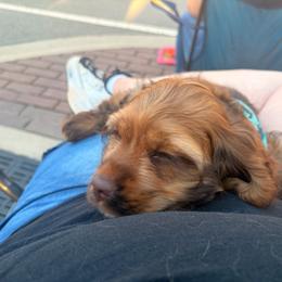 Juniper - Cocker Spaniel