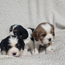 Aussiedoodle, Cavalier King Charles Spaniel, Companion Cross, French Bulldog, Goldendoodle, Morkie, Pomsky, Pug, and Yorkshire Terrier Puppies from We R Puppies
