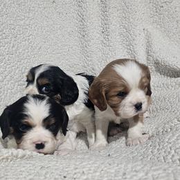 Aussiedoodle, Cavalier King Charles Spaniel, Companion Cross, French Bulldog, Goldendoodle, Morkie, Pomsky, Pug, and Yorkshire Terrier Puppies from We R Puppies