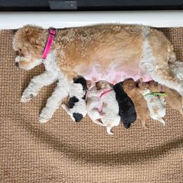 Cavapoo puppies from Clig Doodle Days