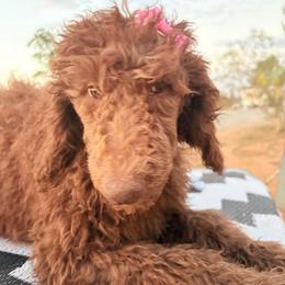 Georgette - Cafe au lait female Poodle puppy in Meadowbrook, California from Standard Poodle Pups
