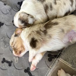 Miniature American Shepherd and Miniature Australian Shepherd Puppies from Whiskeytown Aussies
