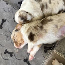 Miniature American Shepherd and Miniature Australian Shepherd Puppies from Whiskeytown Aussies