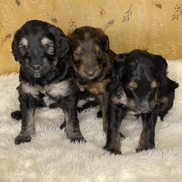 Schnoodle Puppies from Bentley's Beloved Paws
