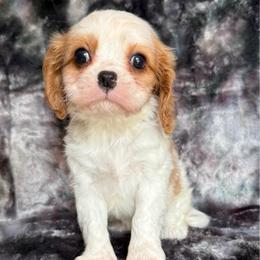 Henry - Blenheim male Cavalier King Charles Spaniel puppy in Knoxville, Tennessee from Rocky Top Cavapoos