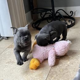 French Bulldog Puppies from French Connection Frenchies