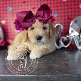 Girl 1 - Apricot female Goldendoodle puppy in Fayetteville, Arkansas from Silver Hill Farm