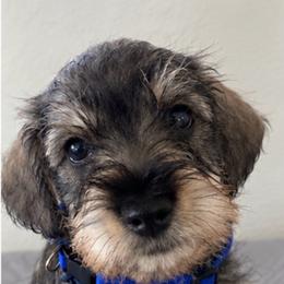 Boots - Salt and pepper male Miniature Schnauzer puppy in Gilroy, California from Good Shepherd K9 Initiative
