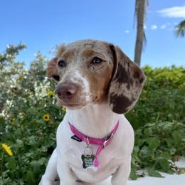 Stella - Dachshund