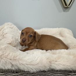 Amber - Red female Dachshund puppy in Modesto, California from Raws Doxies