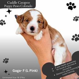 Lady Gaga - Blenheim female Cavapoo puppy in Fort Lupton, Colorado from Puppy Paws Colorado