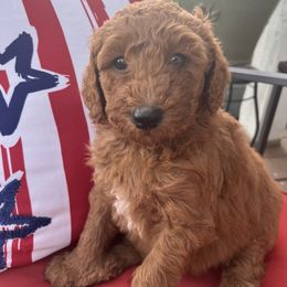 Poodle Puppies from Country Sundance Poodles