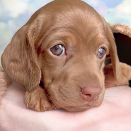Dachshund Puppies from Montcorn Doxies