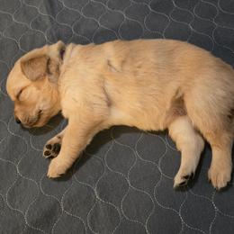 Purple Collar - Golden female Golden Retriever puppy in El Dorado Hills, California from Asperheim Golden Retriever Puppies