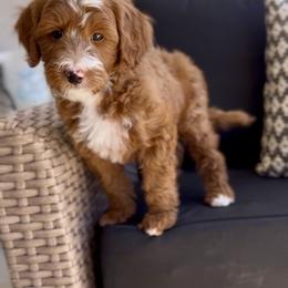 Cosmo - Red  male Goldendoodle puppy in St George, Utah from Doodle Bears of Southern Utah